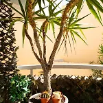 Le Bougainvillier Nizza