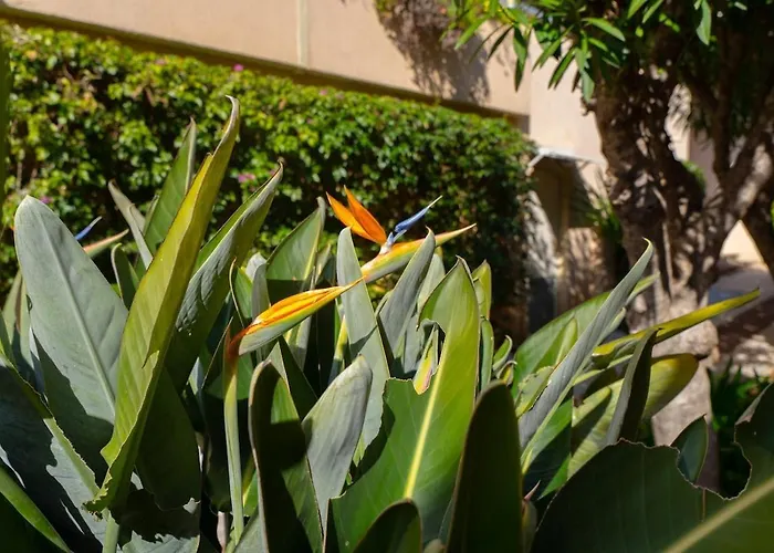 Le Bougainvillier