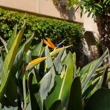 Le Bougainvillier